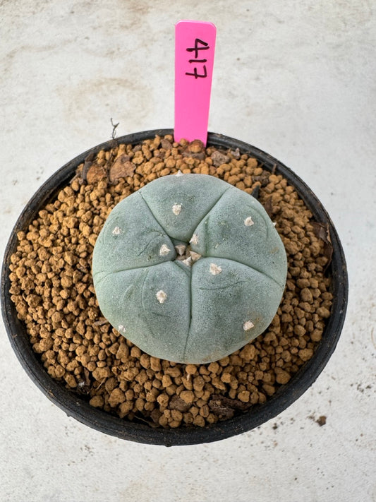 Lophophora williamsii size 5-6 cm own root