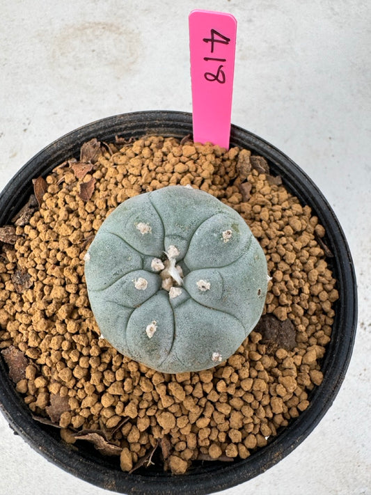 Lophophora williamsii size 5-6 cm own root