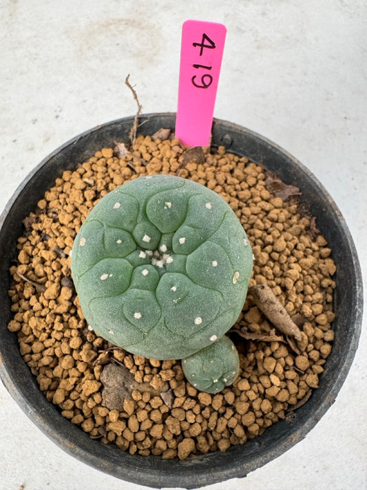 Lophophora williamsii size 5-6 cm own root