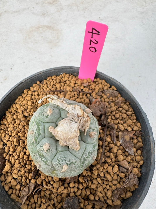 Lophophora williamsii size 5-6 cm own root