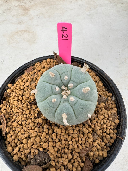 Lophophora williamsii size 5-6 cm own root