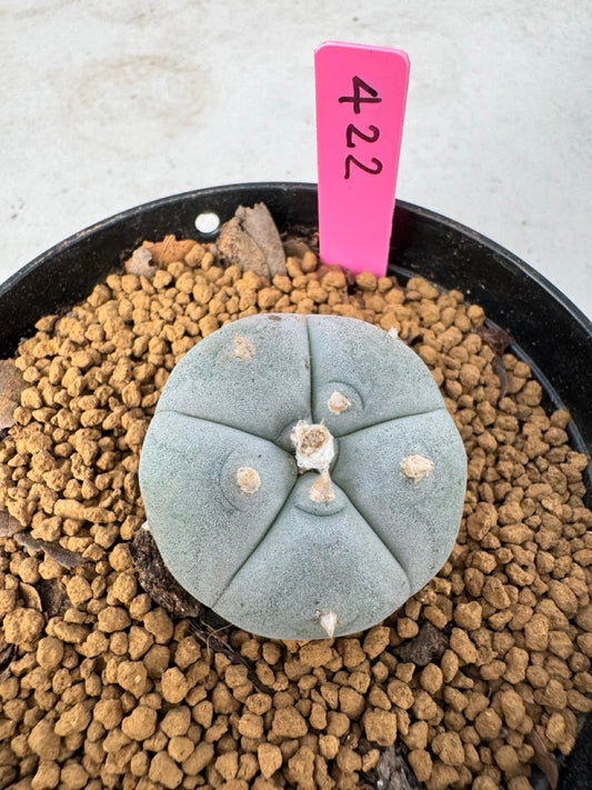 Lophophora williamsii size 5-6 cm own root