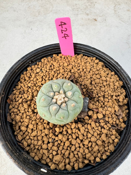 Lophophora williamsii size 5-6 cm own root