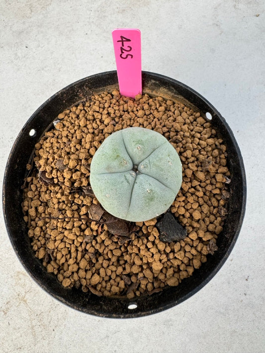 Lophophora williamsii size 5-6 cm own root