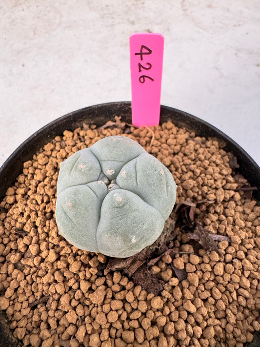 Lophophora williamsii size 5-6 cm own root