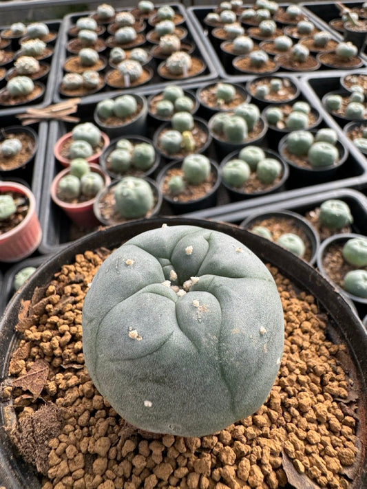 Lophophora williamsii size 5-6 cm own root