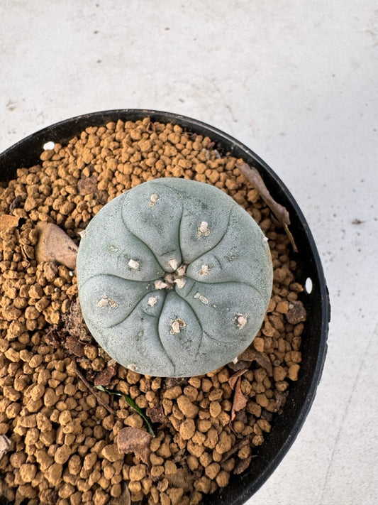 Lophophora williamsii size 5-6 cm own root