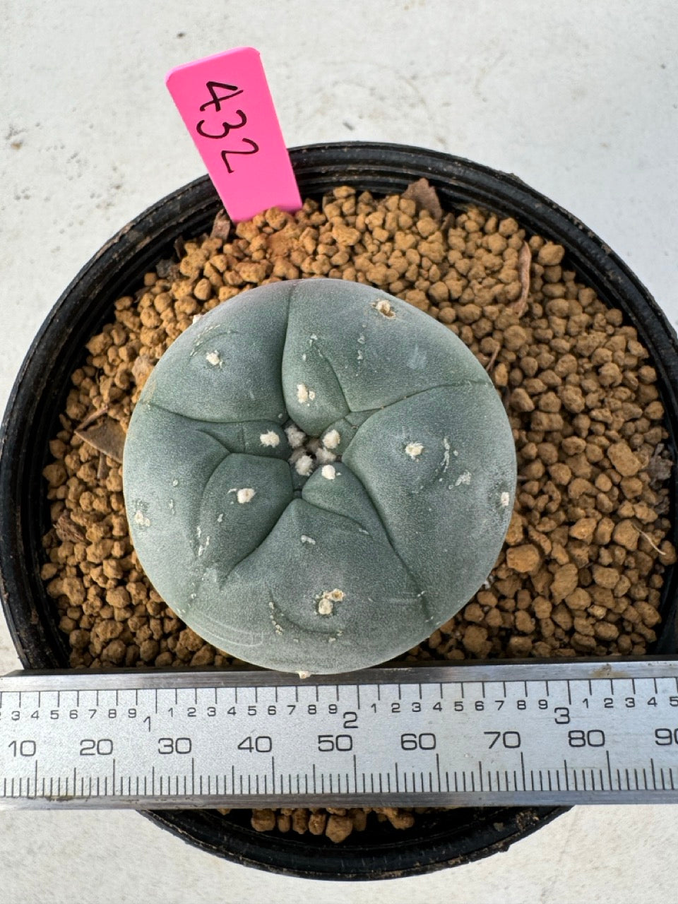 Lophophora williamsii size 5-6 cm own root