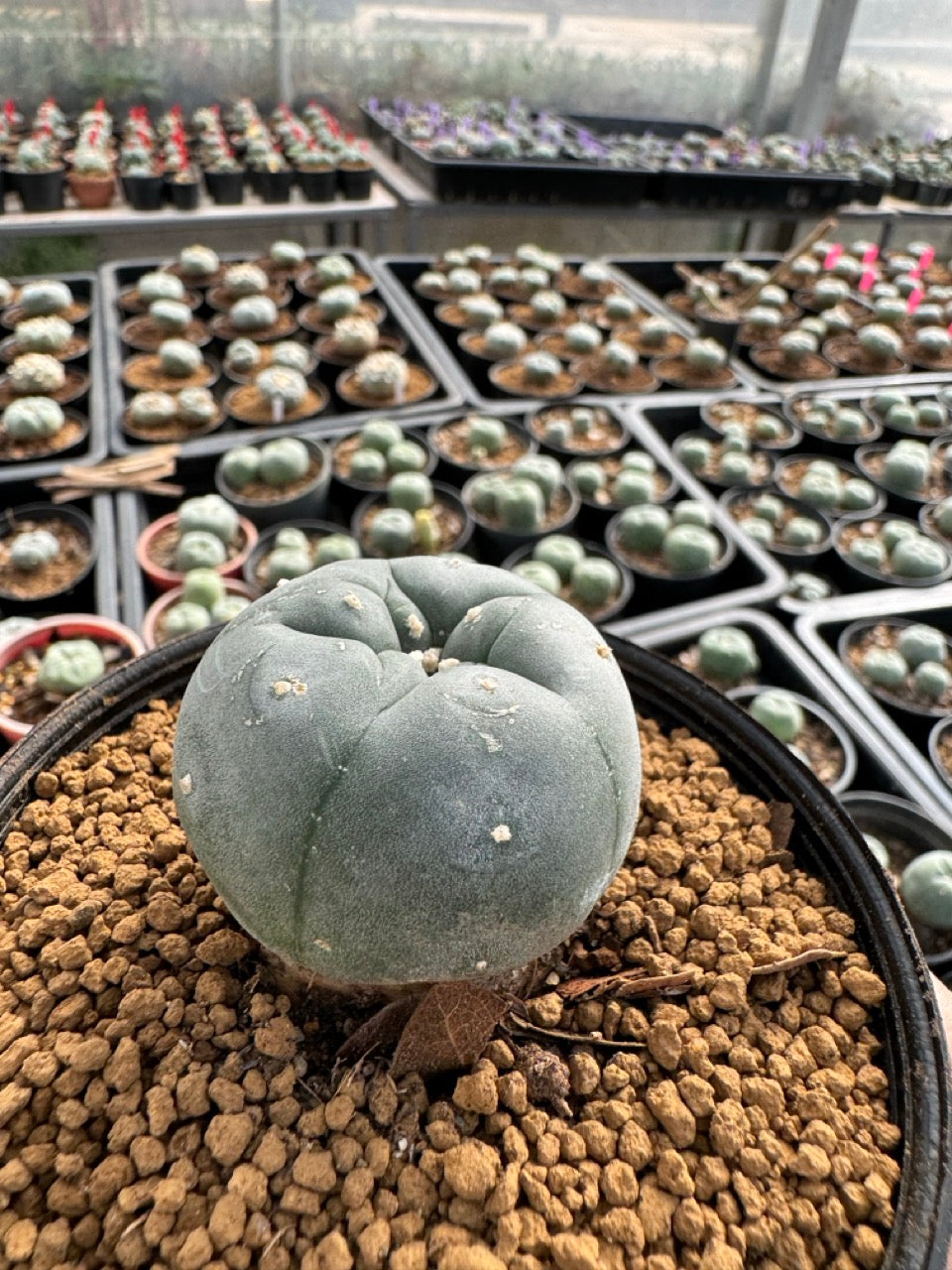 Lophophora williamsii size 5-6 cm own root