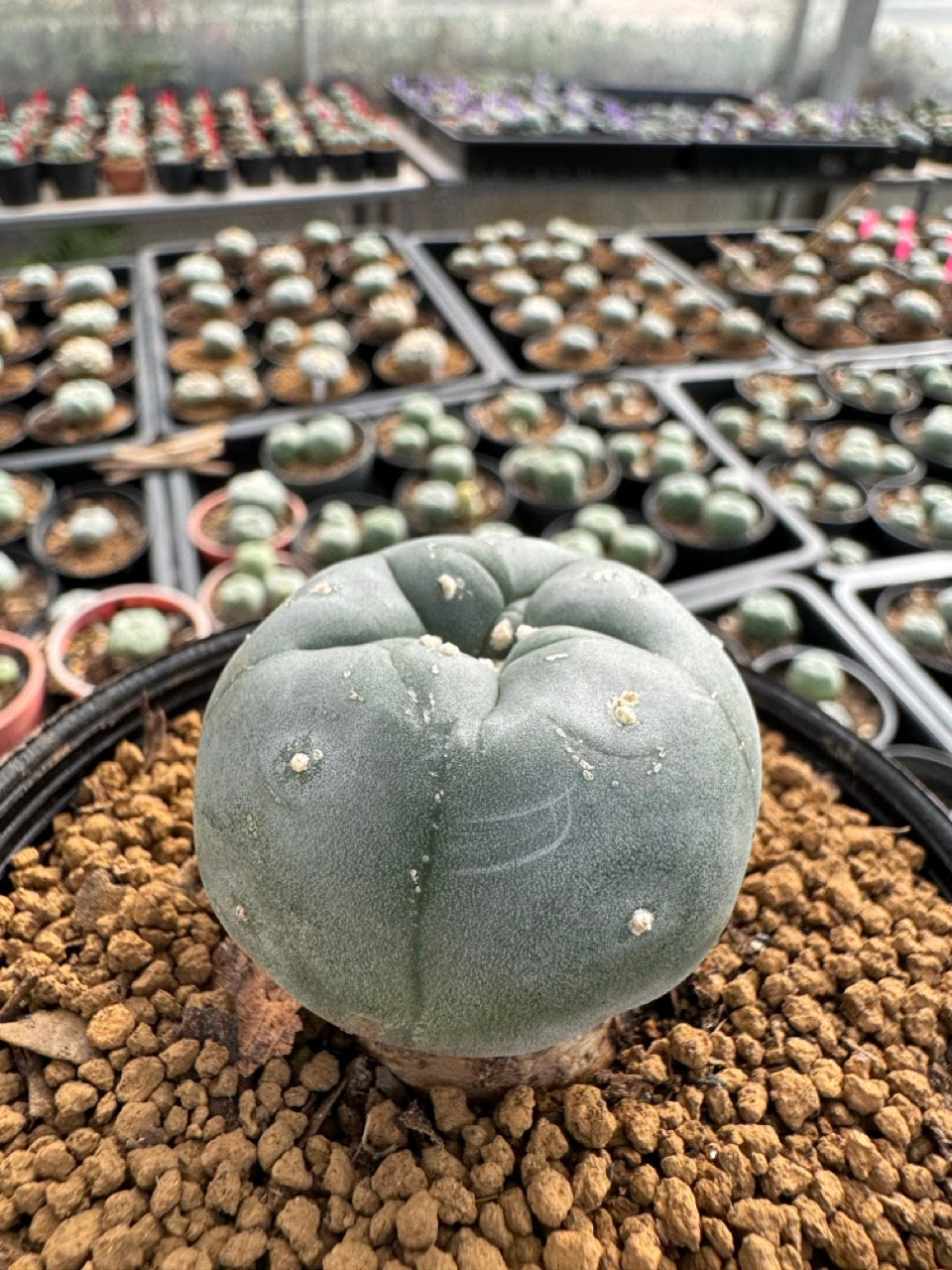 Lophophora williamsii size 5-6 cm own root