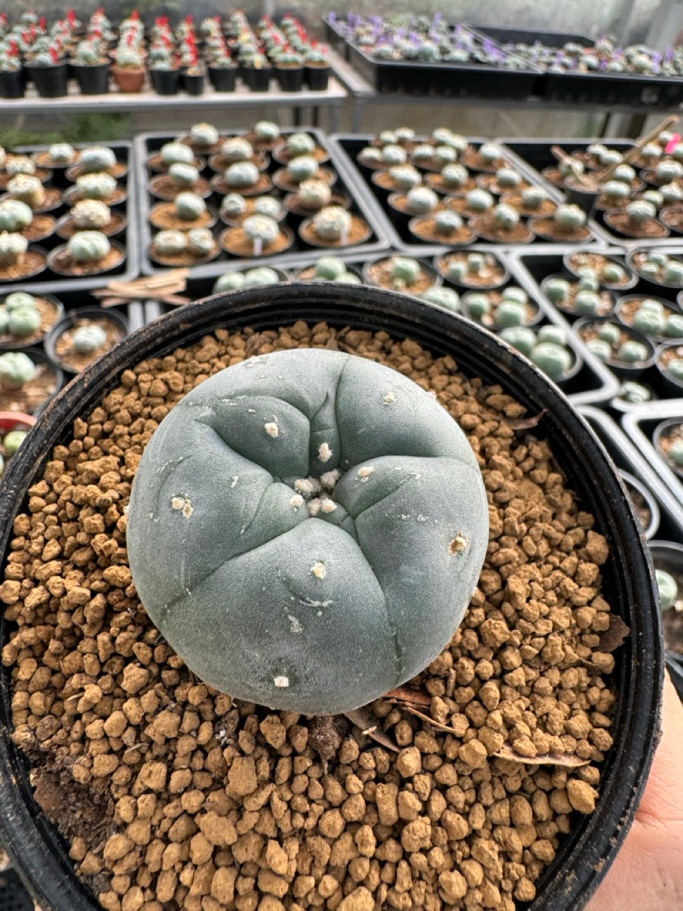 Lophophora williamsii size 5-6 cm own root