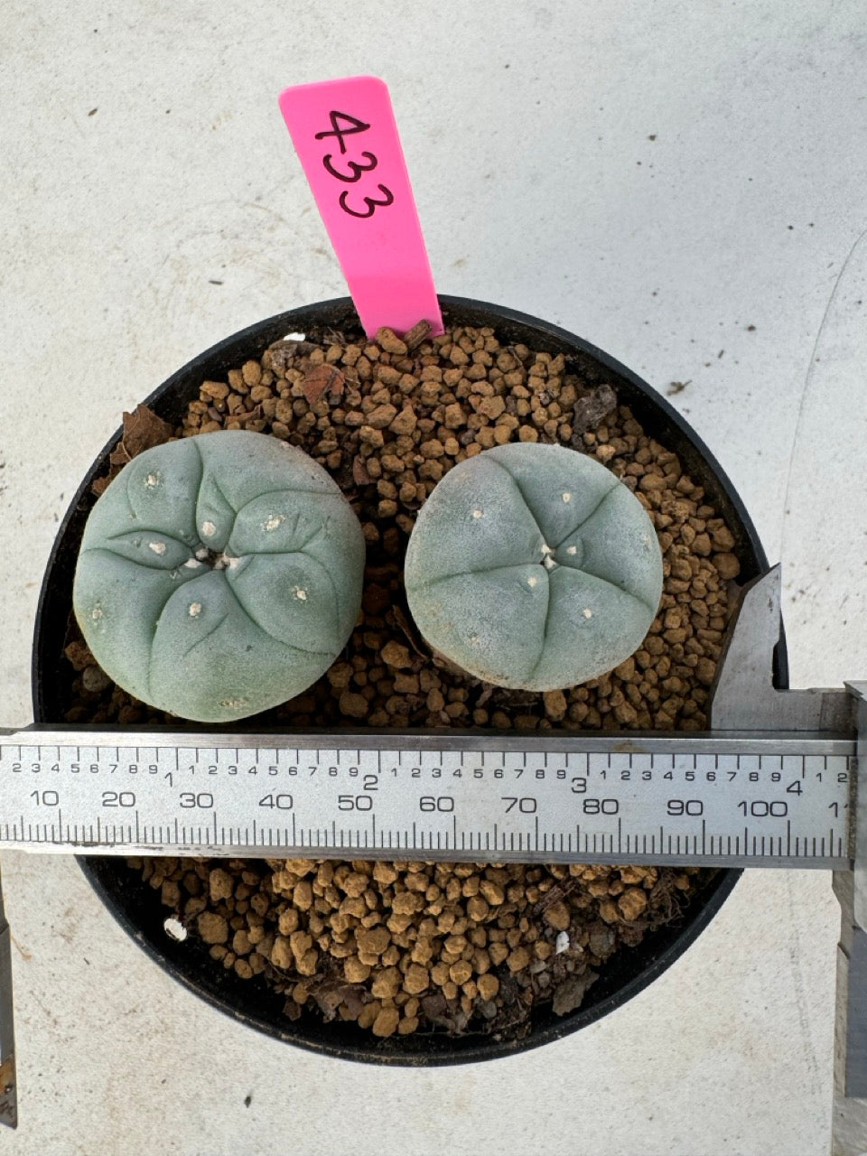 Lophophora williamsii size 5-6 cm own root