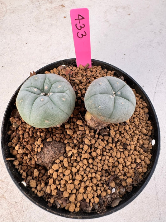 Lophophora williamsii size 5-6 cm own root