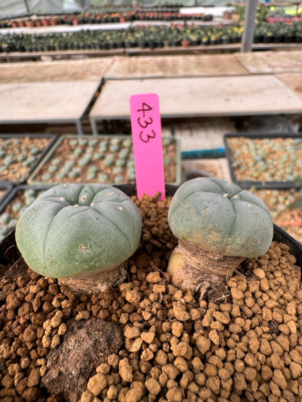 Lophophora williamsii size 5-6 cm own root