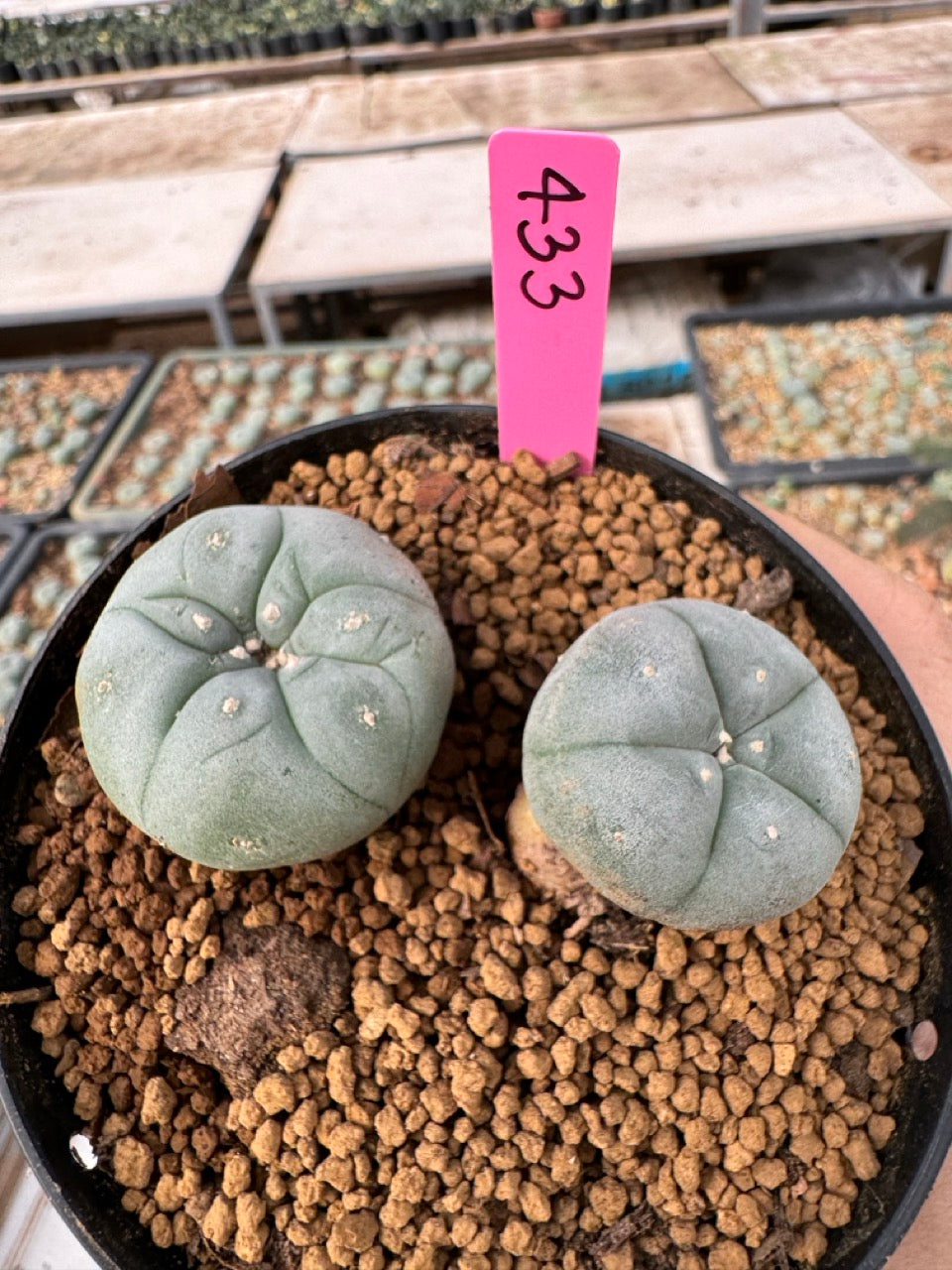 Lophophora williamsii size 5-6 cm own root