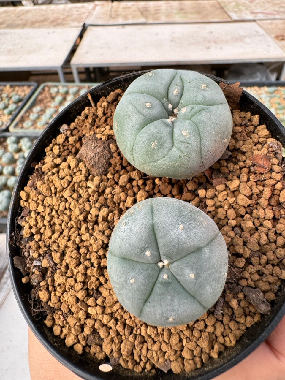 Lophophora williamsii size 5-6 cm own root