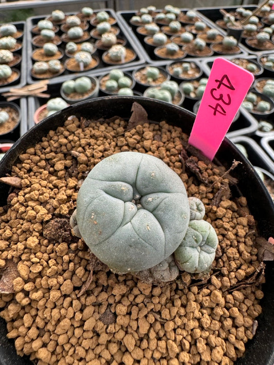 Lophophora williamsii size 5-6 cm own root