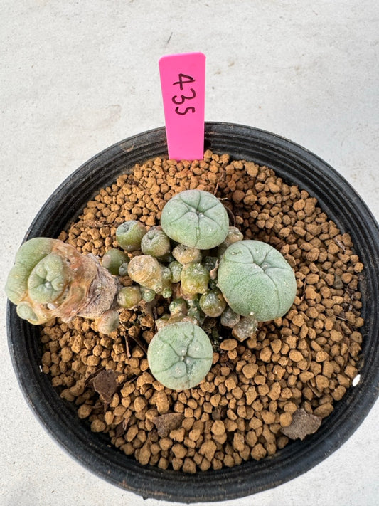 Lophophora williamsii size 5-6 cm own root