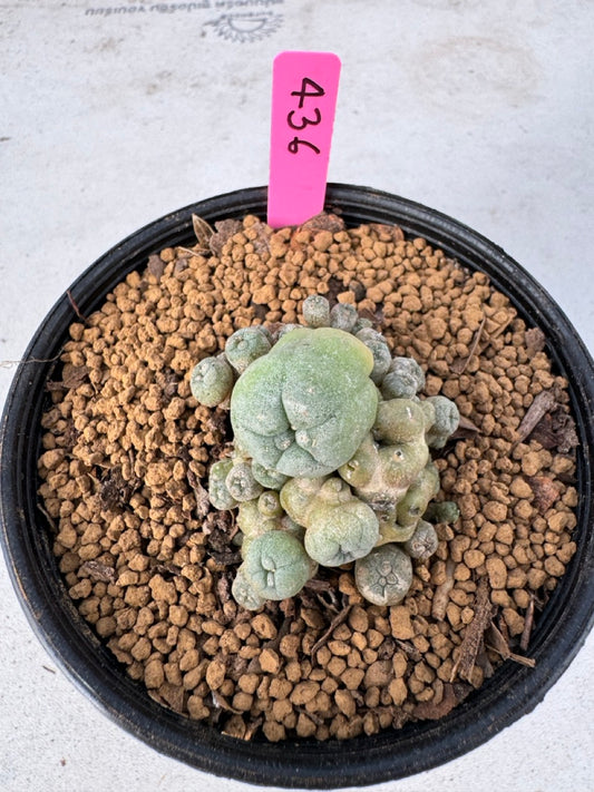 Lophophora williamsii size 5-6 cm own root