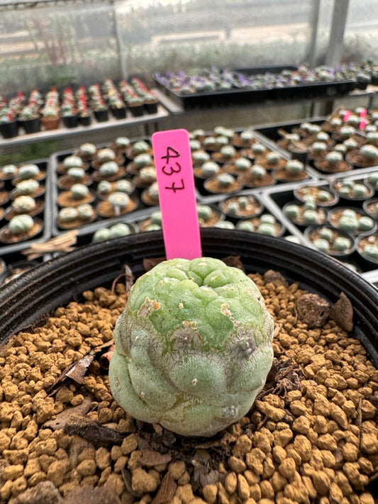 Lophophora williamsii size 5-6 cm own root