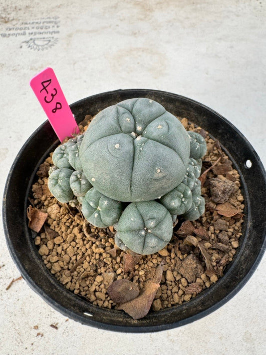 Lophophora williamsii size 5-6 cm own root