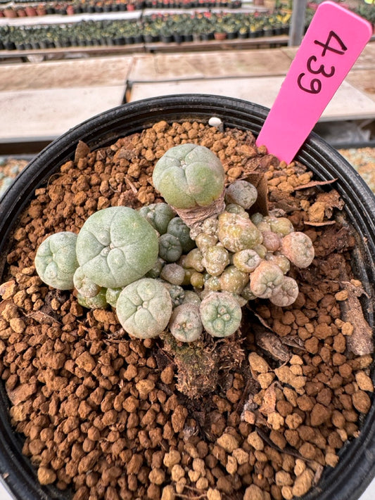 Lophophora williamsii size 5-6 cm own root