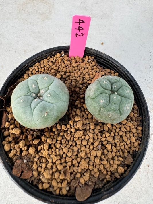 Lophophora williamsii size 5-6 cm own root