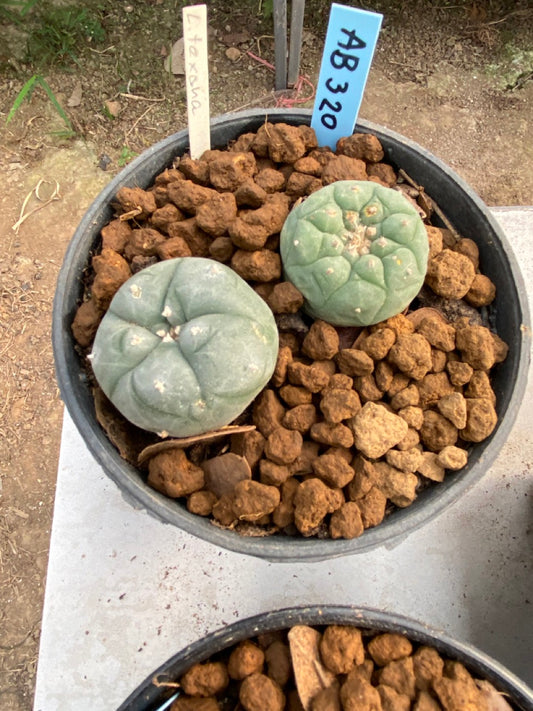 Lophophora williamsii Texana size 4-5 cm ownroot