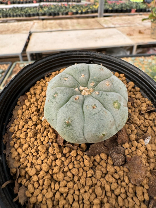 Lophophora williamsii size 5-6 cm own root