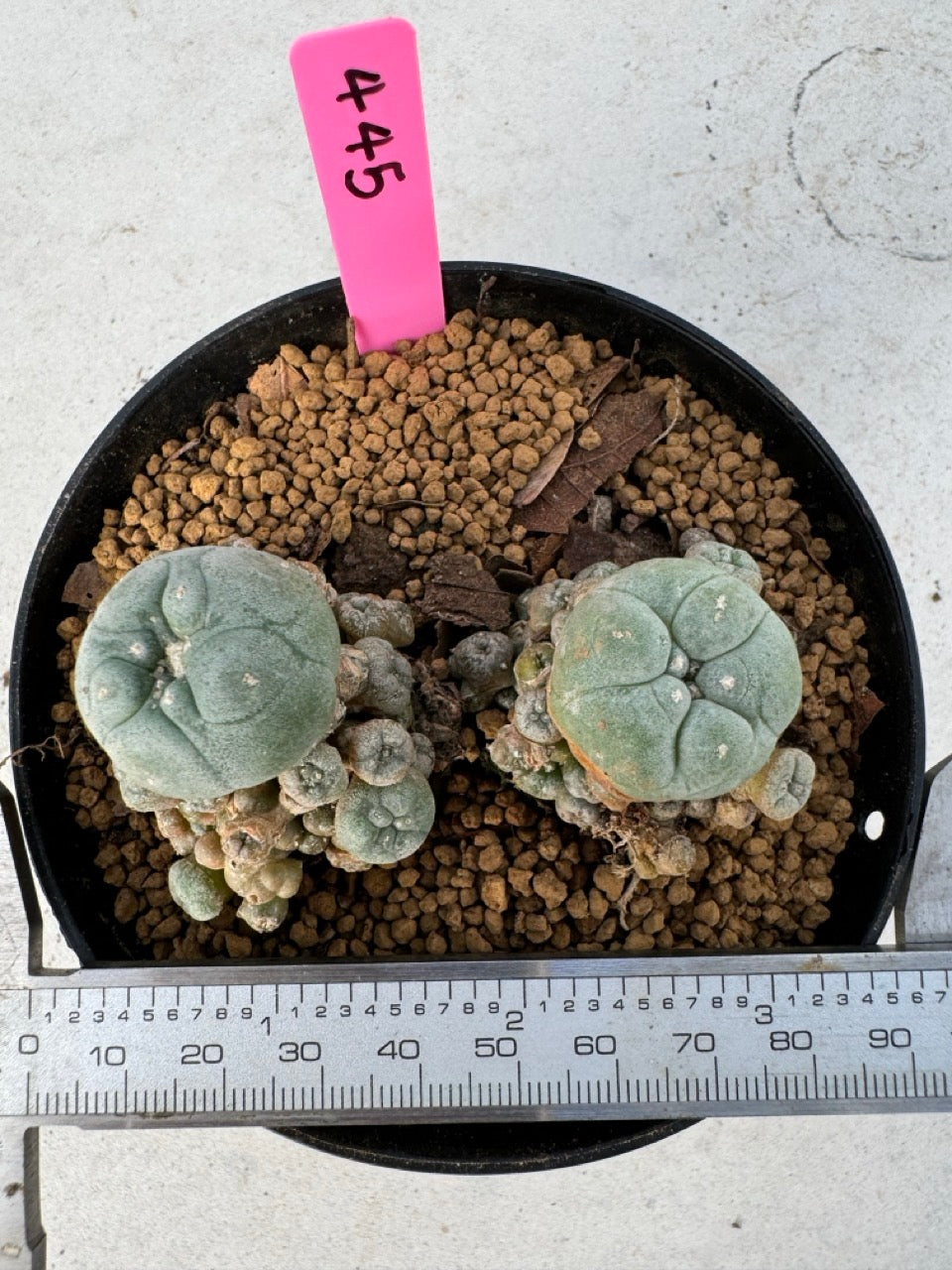 Lophophora williamsii size 5-6 cm own root