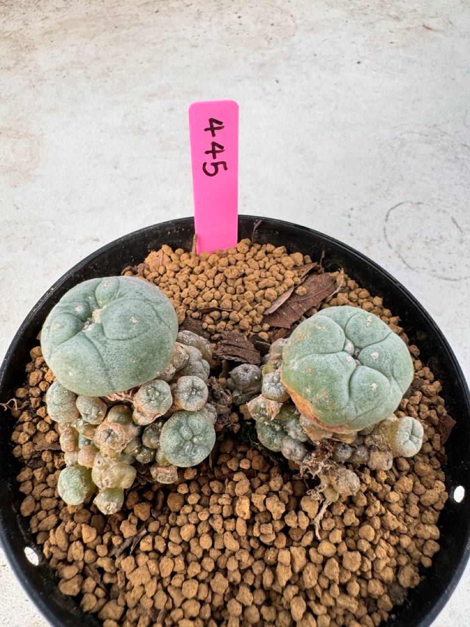 Lophophora williamsii size 5-6 cm own root