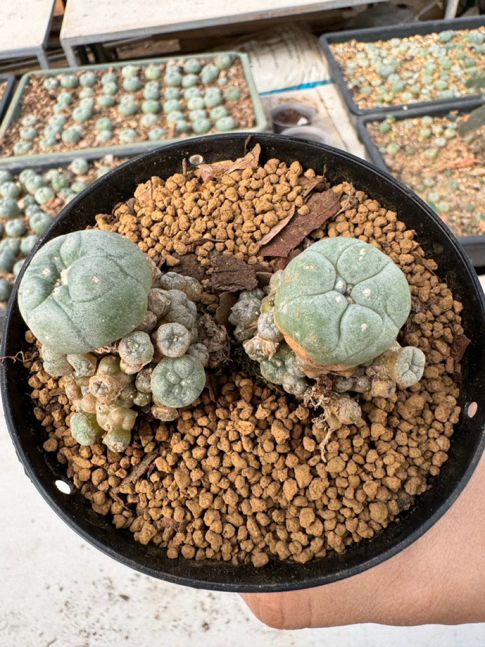 Lophophora williamsii size 5-6 cm own root