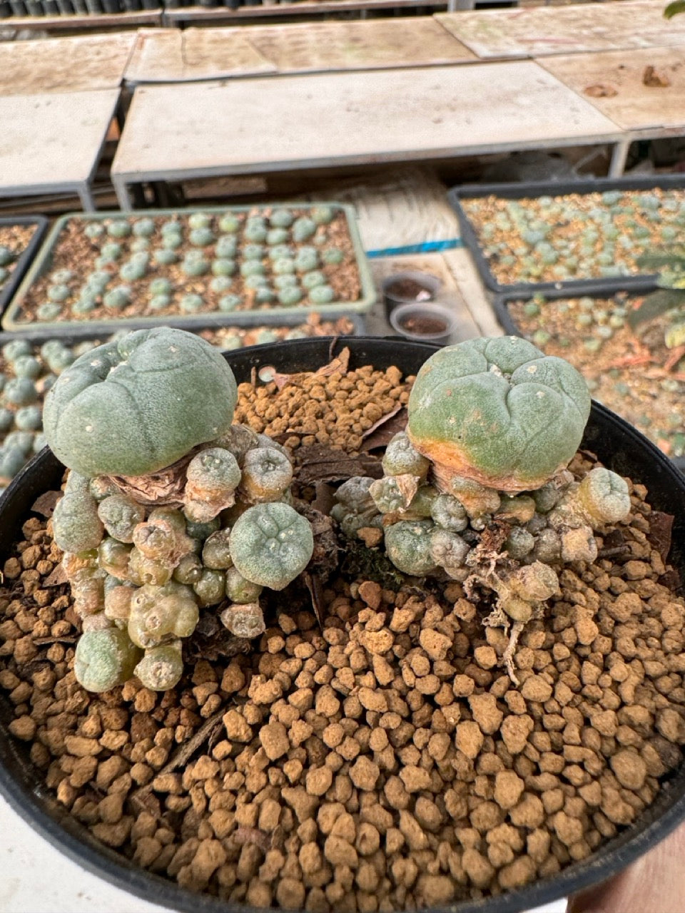 Lophophora williamsii size 5-6 cm own root