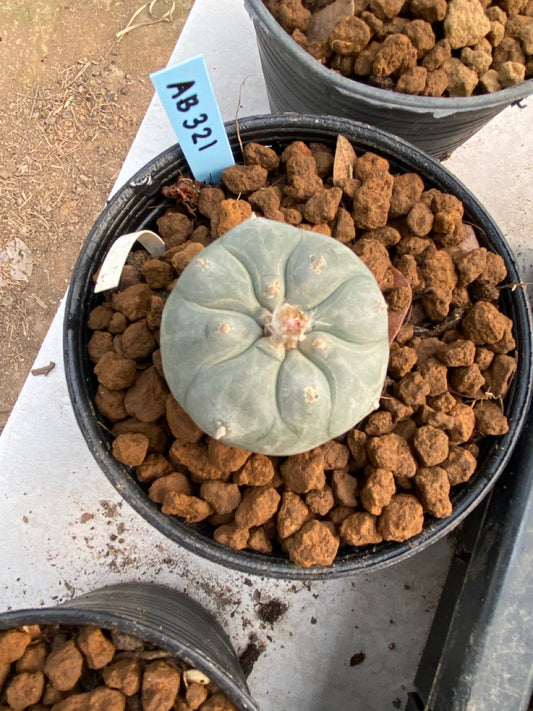 Lophophora williamsii Texana size 4-5 cm ownroot