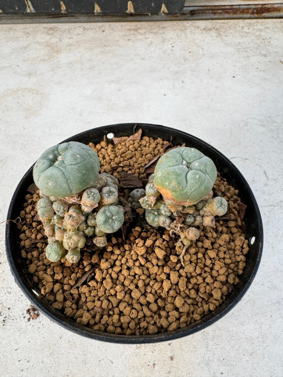 Lophophora williamsii size 5-6 cm own root