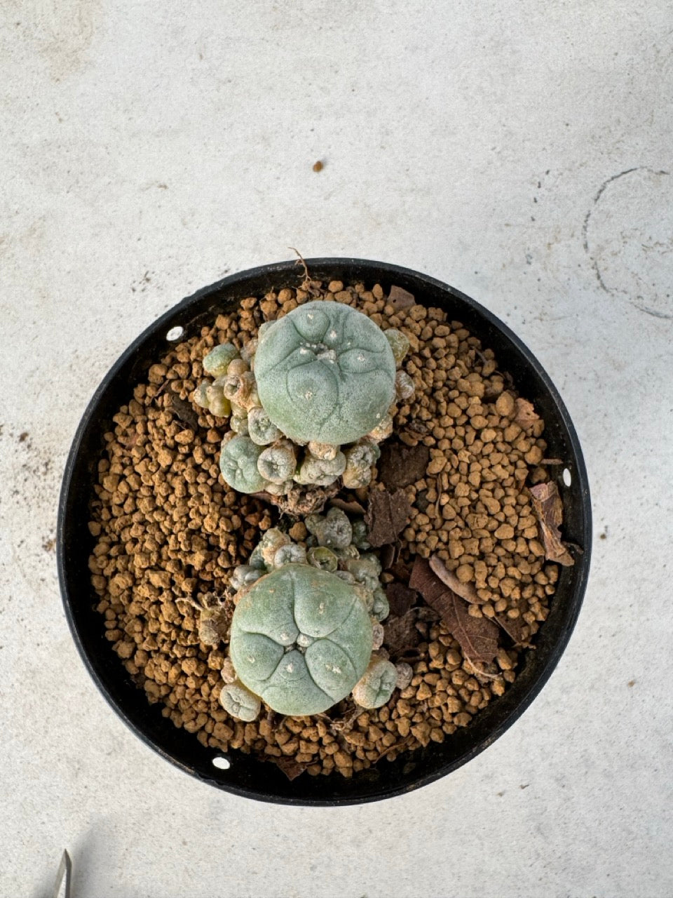 Lophophora williamsii size 5-6 cm own root