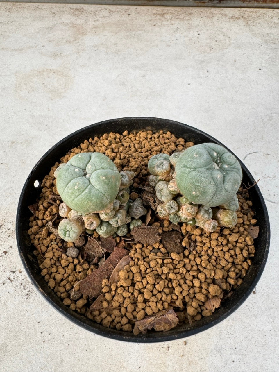 Lophophora williamsii size 5-6 cm own root