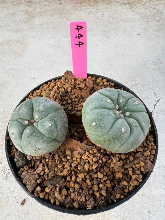 Lophophora williamsii size 5-6 cm own root