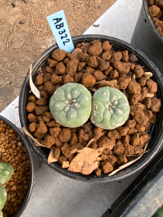 Lophophora williamsii size 4-5 cm ownroot