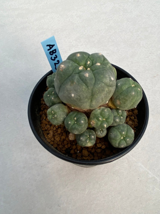 Lophophora williamsii size 4-5 cm ownroot