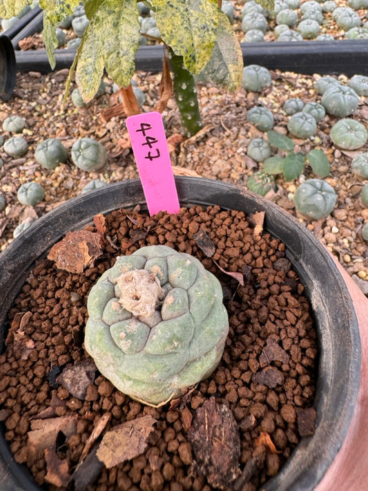 Lophophora williamsii size 5-6 cm own root