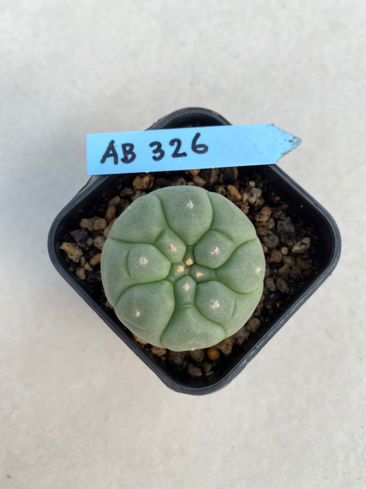 Lophophora williamsii size 4-5 cm ownroot