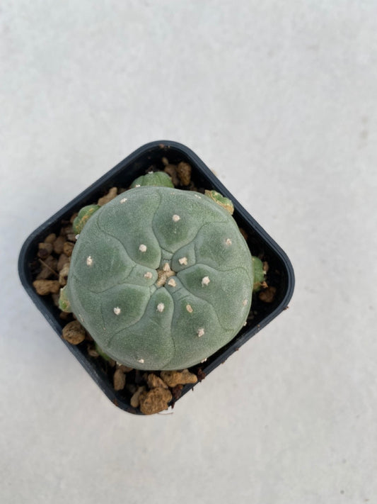 Lophophora williamsii size 4-5 cm ownroot