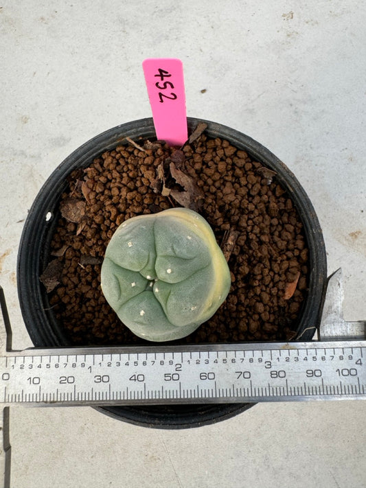 Lophophora williamsii size 5-6 cm own root