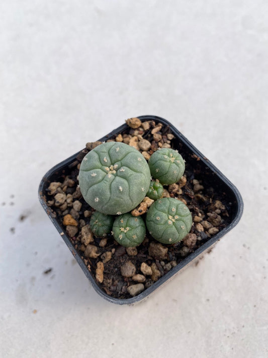 Lophophora williamsii size 4-5 cm ownroot