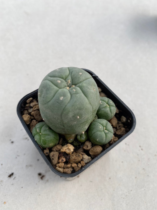 Lophophora williamsii size 4-5 cm ownroot