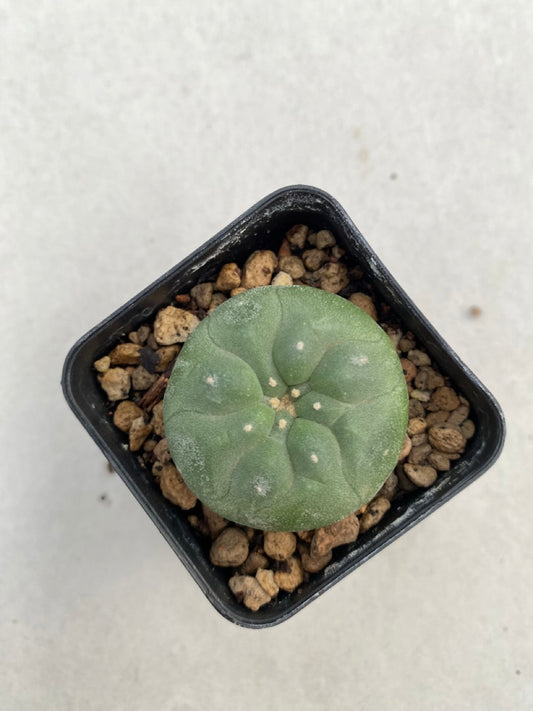 Lophophora williamsii size 4-5 cm ownroot