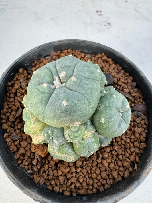 Lophophora williamsii size 5-6 cm own root