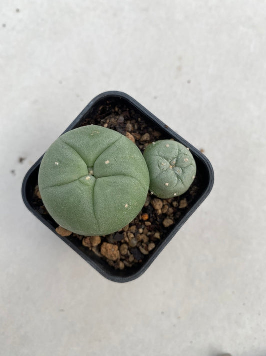 Lophophora Diffusa size 4-5 cm ownroot