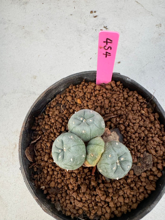 Lophophora williamsii size 5-6 cm own root